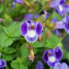 Proven Winner Torenia Catalina Midnight Blue 4.5" - Image 2